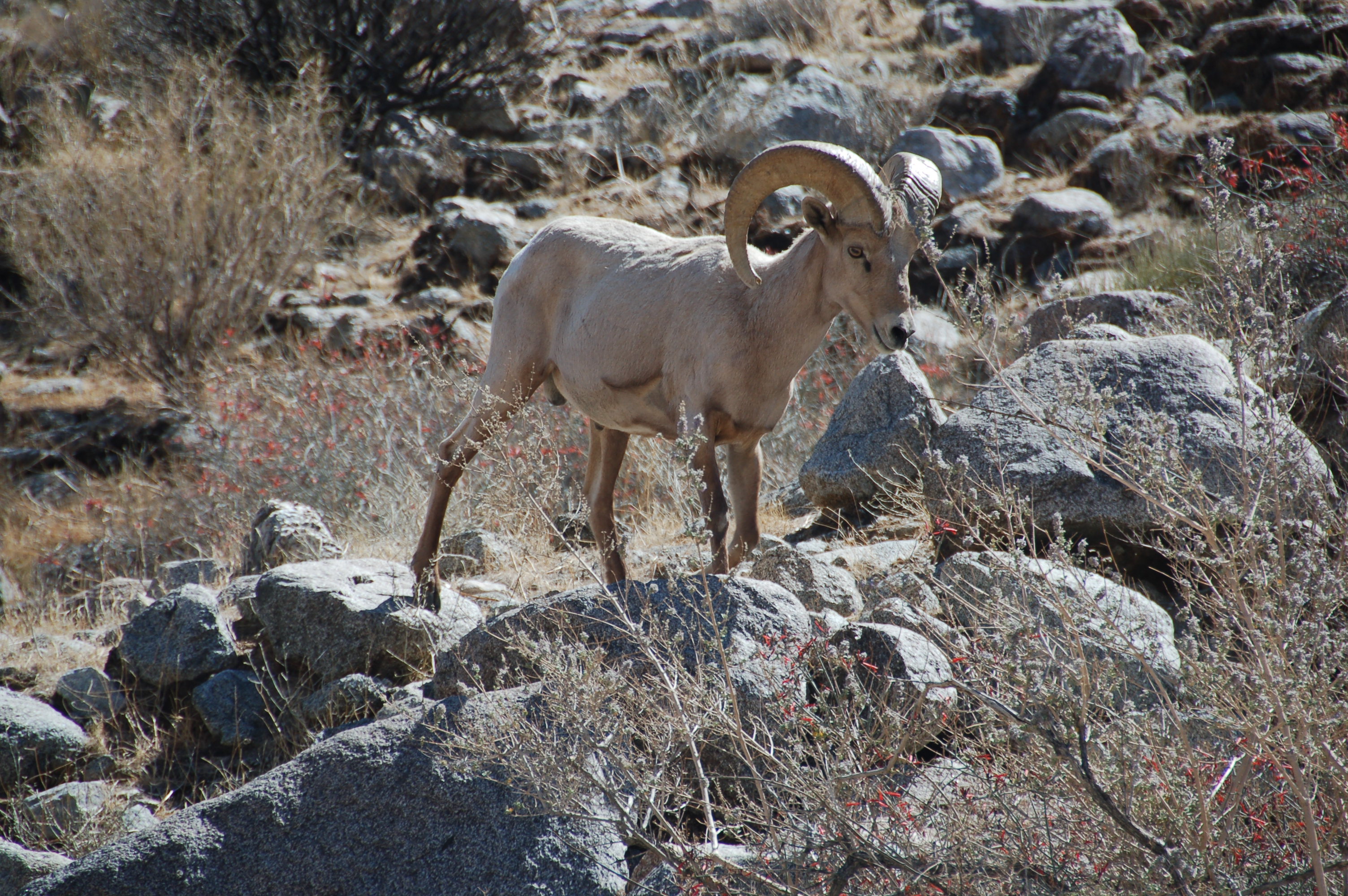 Bighorn Sheep